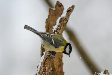 Blue tit on snowy branch © Michal Plevko