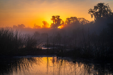 Fototapeta premium Misty sunrise over a Florida marsh