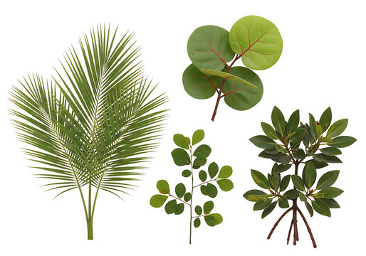 Tropical and coastal plants variety isolated on transparent background, botany