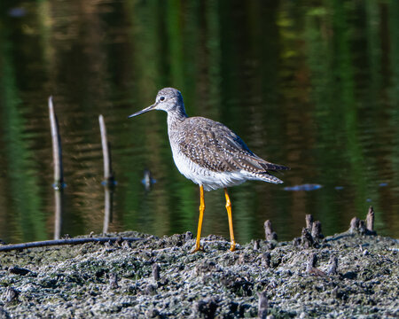 Greater yellowlegs shorebird in Florida