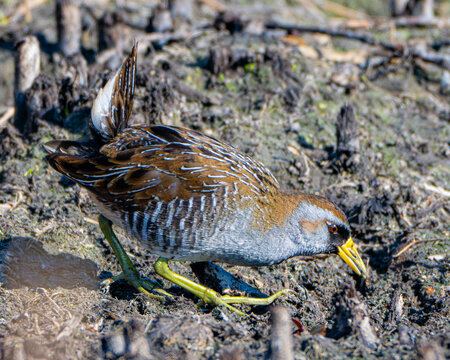 Sora rail foraging in a Florida marsh