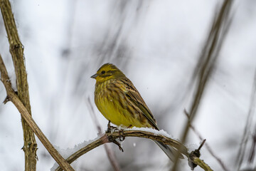 Fototapeta premium Yellowhammer among the Bare Branches in Snowfall
