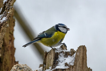 Blue tit on snowy branch © Michal Plevko
