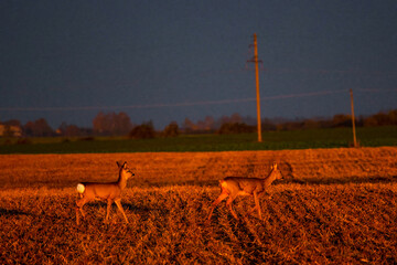 Roe deer standing in golden agricultural field during sunset light. Wild roe deer pause alert in...