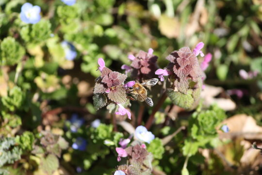 Close-up of a honey bee pollinating purple dead - nettle flowers.