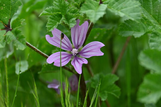 Vibrant purple common mallow flower blooming in green grass.