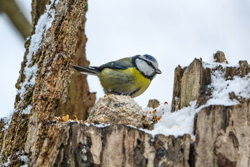 Blue tit on snowy branch © Michal Plevko