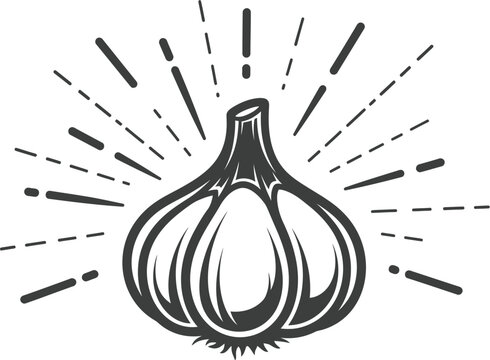 Garlic bulb illustration for food and cooking design