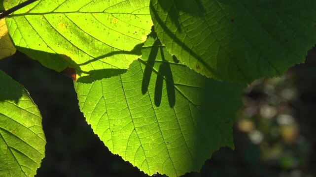 Shadow of hazel catkins on green leaves in backlighting.