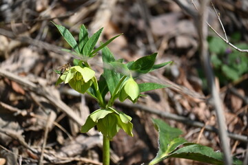 green plant growing in the soil