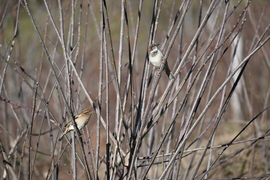 dva vrapca na drvecu