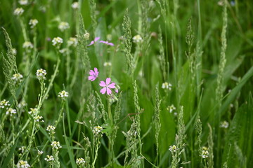 zelena poljana sa ljubicastim cveticima