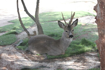 mladi jelen odmara u hladu © Ljiljana