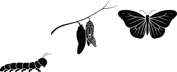 Butterfly life cycle silhouettes, caterpillar chrysalis butterfly, metamorphosis stages, biology concept, nature, insect growth, transformation, evolution, science education, learning © Sazzad  Creative