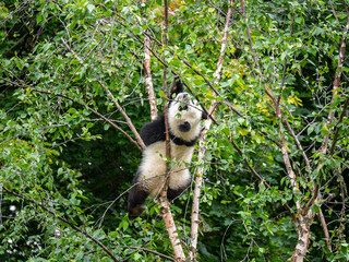A Playful Panda Climbing Up A Tree In A Natural Habitat © GioRez