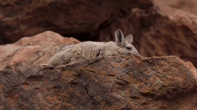 Fluffy southern viscacha is sleeping peacefully on a sunlit, orange-textured rock surface