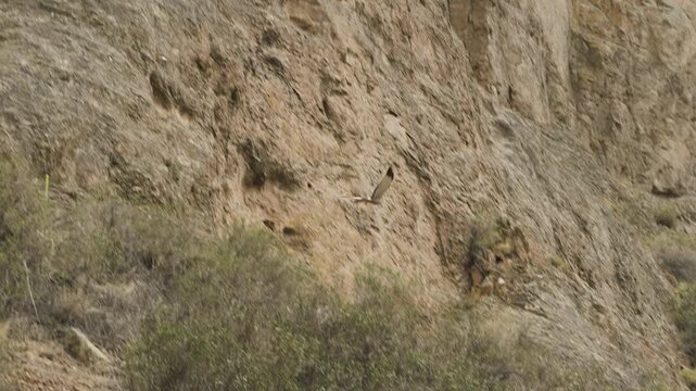 Cinereous harrier is captured in flight, soaring past the steep, rocky canyon walls in Patagonia