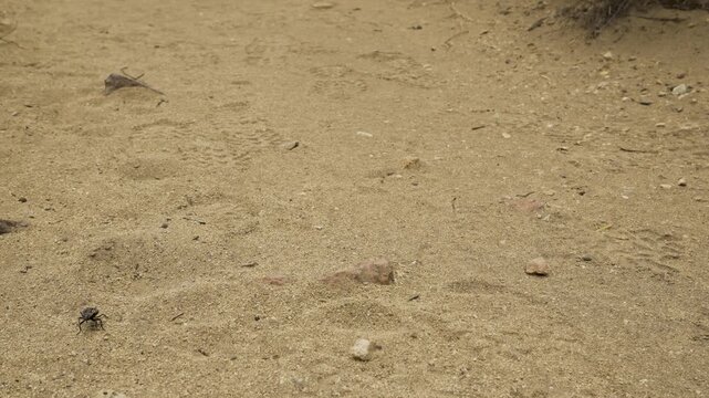 Close-up view showing a hiker's boot next to a small black insect on the dry, sandy ground