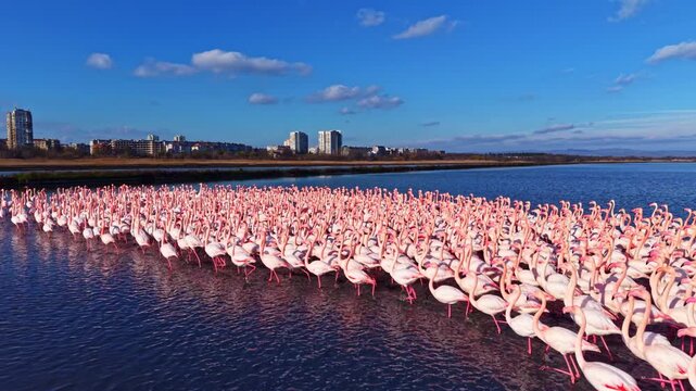 A vibrant flock of flamingos stands together in shallow waters, their elegant pink feathers reflecting the sun's warm glow. The peaceful wetland scene offers a beautiful nature moment.