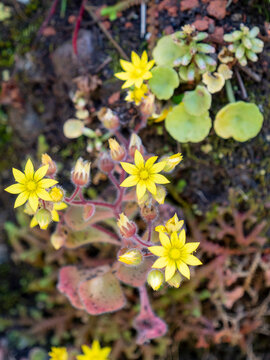 The yellow flowers of a mouse-eared succulent plant (Aichryson villosum), photographed near the town of Ponta do Sol.