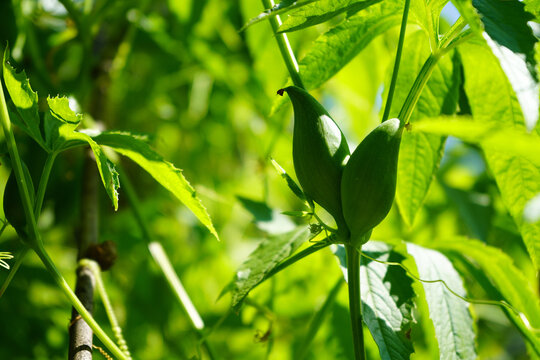 Close up of young green caigua seed pods ripening on a lush vine in a sunny garden