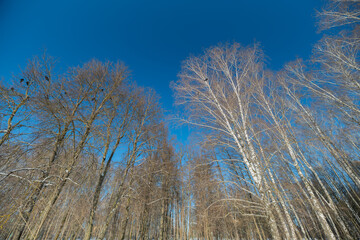 Upward birch canopy under blue sky on winter cold day, thin branches dusted with snow, sunlight sparkling through slender trunks, serene cold atmosphere and crisp air