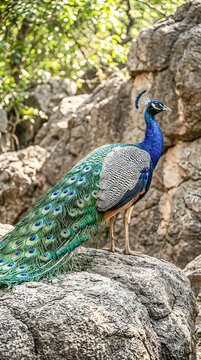 Blue Indian Peacock Standing Proudly on a Rock in Nature
