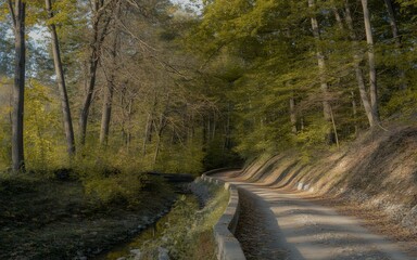 Obraz premium Serene forest trail with autumn colors and sunlight peeking through the trees