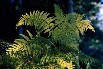 fern leaf in the forest Felce (Pteridium aquilinum) Monte Limbara, Sardegna, Italia.  Monte Limbara, Tempio, Sardegna. © antasfoto