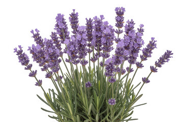 Obraz premium Lavender flowers in bloom