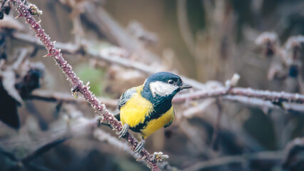 Great Tit, Parsus Major, perched in the gloom of Humford Woods., Northumberland, February 2026 © Neil_Benison_Photos