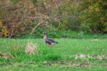 Solitary wild goose walking across lush green agricultural field in autumn. Wild goose walking calmly across fresh grass field, peaceful rural environment, wildlife behavior, nature freedom 