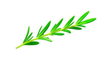 Obraz premium Fresh rosemary herb, green aromatic sprig isolated on transparency background, used for cooking, seasoning, and garnish, symbolizing freshness and natural flavor