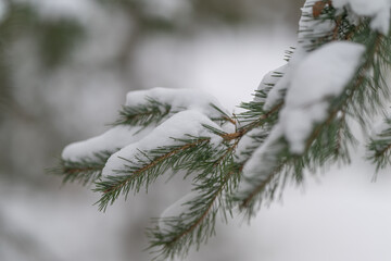 Snowy pine branch. Minimalist snowcovered conifer branch with textured foreground. Intimate winter landscape featuring snowy pine and grainy film effects for inspiration