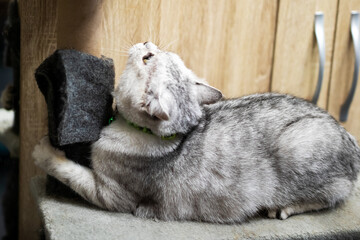 Obraz premium Tranquil gray cat reclines comfortably on plush mat beneath soothing sunlight in quiet home