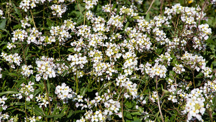 Fototapeta premium Diplotaxis erucoides, rabaniza blanca es una hierba muy común en toda la cuenca mediterránea.