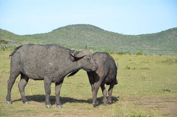 Obraz premium buffalo in the savanna