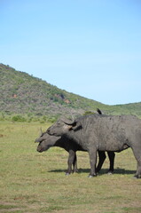 Fototapeta premium buffalo in the savanna