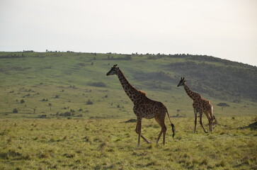 giraffe walking in the savannah © Lucia