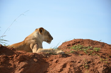 lioness posing on the stone © Lucia