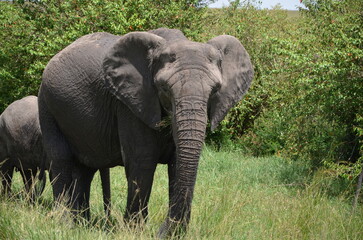 Fototapeta premium elephants in the savannah