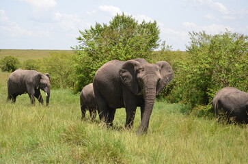 Obraz premium elephants in the savannah
