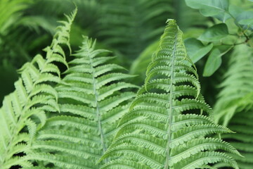 fern leaves in the forest