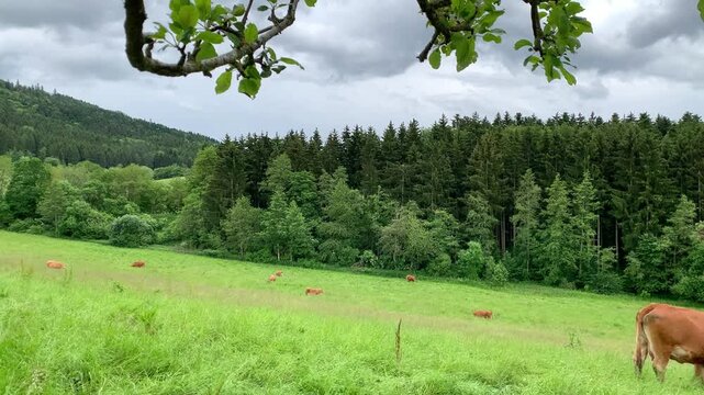 Cows are grazing on a green field near a forest. The sun is shining and the sky is cloudy. The cows move around peacefully in the grass.