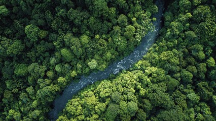 Aerial View of Amazon Rainforest River