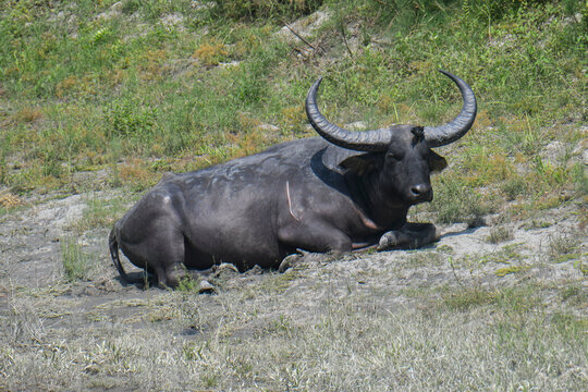 A male wild water buffalo (Bubalus arnee) resting near a beel (freshwater lake) in Kaziranga National Park, Assam, India. 