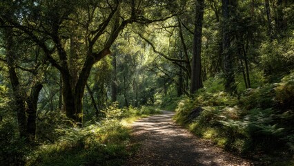 Obraz premium Sunlit path through a tranquil forest