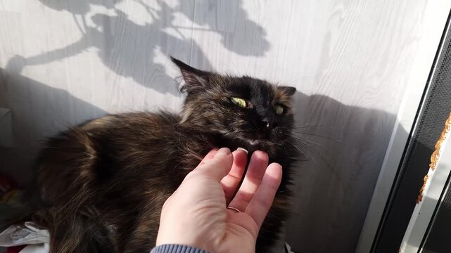 Fluffy tortoiseshell cat enjoys chin scratches from a human hand. The relaxed and affectionate feline basks in the bright natural sunlight from a window.