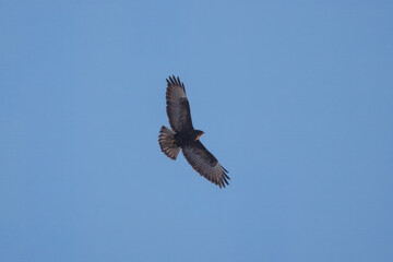 Fototapeta premium Common buzzard (Buteo buteo) in flight against a blue sky, wings spread on a sunny winter day.