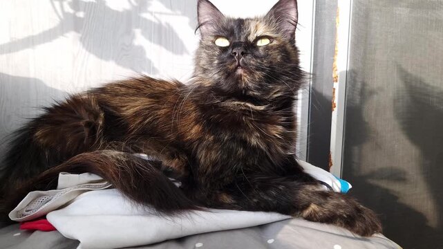 Long-haired tortoiseshell cat with bright green eyes lies on a bed. Bright sunlight casts shadows on the wall behind the serene domestic pet.